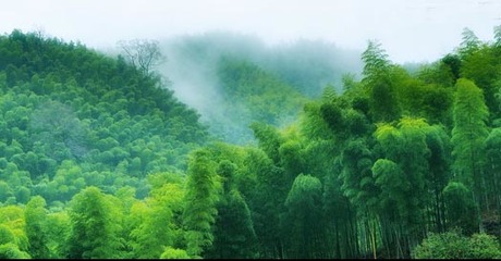 翠竹生金 崇義打造現代竹產業體系的創新實踐